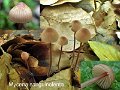 Mycena sanguinolenta-amf1341